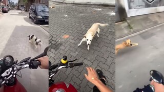 Pria yang membuat semua anjing di jalan takut ada di sini