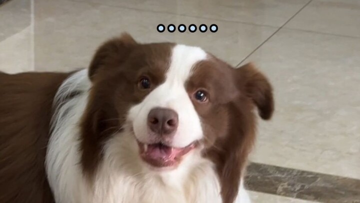 The Border Collie’s just too slick—when they haven’t done anything wrong, they’re not scared at all.