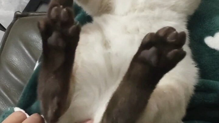 يا كبير! هنا مسموح باللمس～