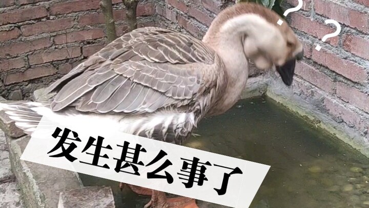 How the silly goose first learned that winter brings ice