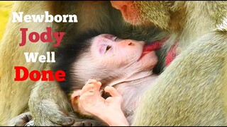 NEWBORN JODY WELL DONE.! VERY ADORABLE NEWBORN BABY MONKEY JODY GET RED MILK VERY ENOUGH ALL TIME