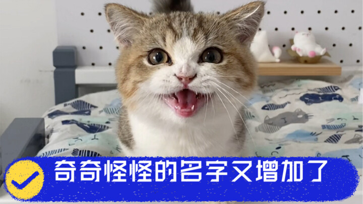 Good thing the kitten didn’t ask for 1.8 meters—otherwise, it’d feel like it got ripped off.