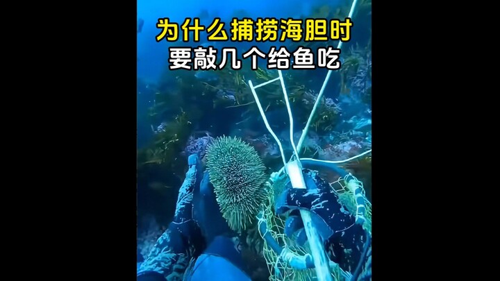 Mengapa saat menangkap bulu babi harus memukul beberapa buah untuk diberikan kepada ikan?
