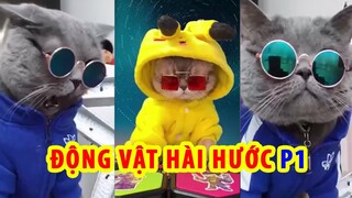 Chó Mèo Dễ Thương #1 ✔️ Cute dog and cat videos | LEDOZA