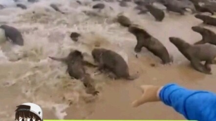 All things have a spirit—let’s protect the environment with all our might!