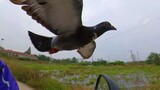 [Động vật]Người đàn ông lái xe máy với chú chim bồ câu