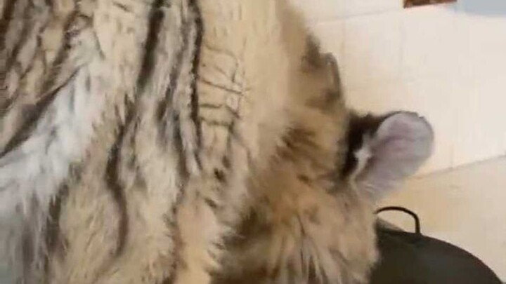 Chef Tiger is on the scene!