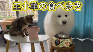 Xiaoyang: How Can I Eat Without Additional Dish?