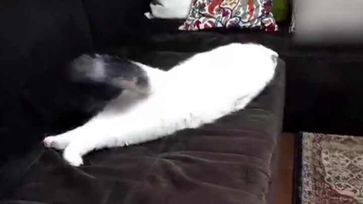 Cat: Another weird pose has been added!