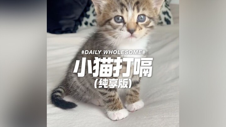 Mèo con ợ hơi (phiên bản nghe thả ga)