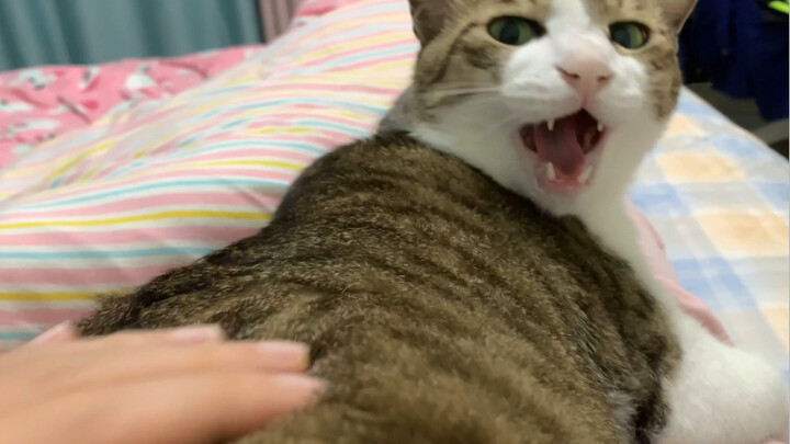 It's cold and there's a prickly cat growing on my leg, what should I do?
