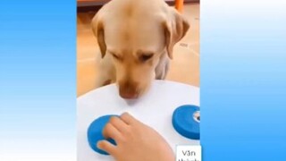 [new]_70-Động-Vật-Vui-Nhộn-Hài-Hước-Tổng-Hợp