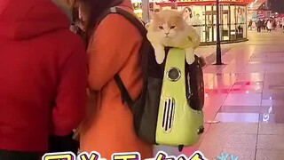 有一种冷，叫做你妈觉得你的猫冷