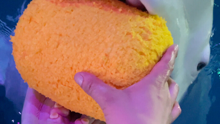 เสี่ยวเฮยรู้จักเก็บของเล่นแล้ว ส่วนต้าไป๋ ถ้าไม่มีของเล่นรูปปลา ก็ไม่มีทางให้ฉันเด็ดขาด