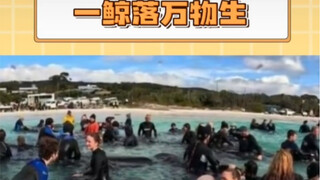 Even whales are using their lives to protect the ocean!