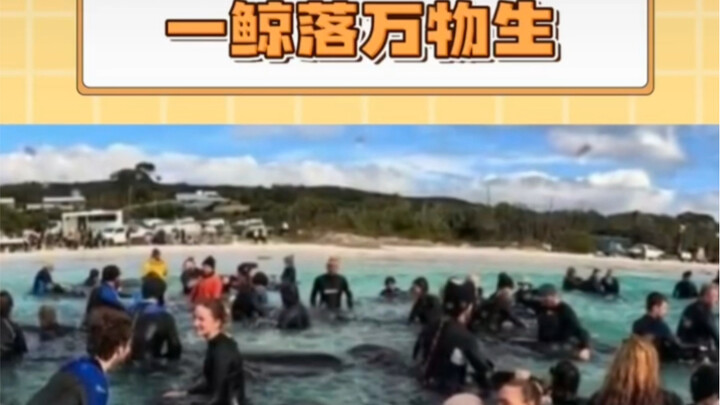 Even whales are using their lives to protect the ocean!