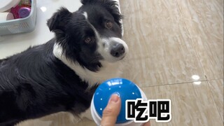 小狗太犟了咋整