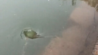 Air: Celup! Tidak enak