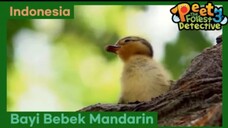 Penerbangan Pertama Bayi Bebek Mandarin - Peet The Forest Detective 3 (Bahasa Indonesia)