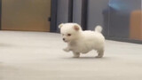 Đừng bao giờ nuôi chó con trong loạt phim văn phòng｜Vẻ ngoài dễ thương trong ngày đầu tiên đến văn p