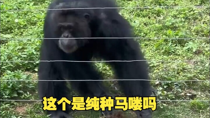 Ini kah kuda ras asli?