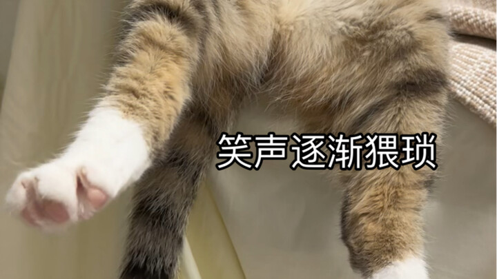 Cat: So you really are just after my body!