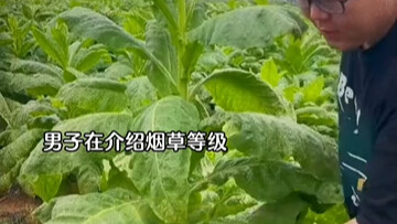Sorry! I stepped on your Hongtashan cigarette.