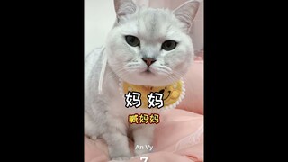 Mèo kêu dễ thương nhất quả đất, tiếng mèo kêu meow meow_ cute cat meow| An Vy