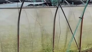 予人方便，就是待己仁厚。人心是相互的，你讓別人一步，別人才會敬你一尺。人心如路，越計較，越狹窄；越寬容，越寬闊。不與君子計較，他會加倍奉還；不與小人計較，他會拿你無招。寬容，貌似是讓別人，實際是給自