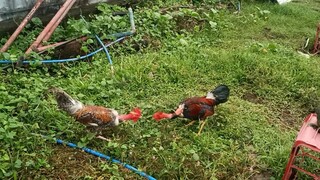 My CobraLine parehas 5months old 1st sparing