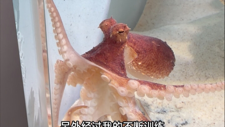 Anh Bạch Tuộc thật là không nghe lời.