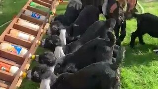 排排站着吃奶的小羊，这大耳朵和小尾巴也太可爱啦，可以看一天！