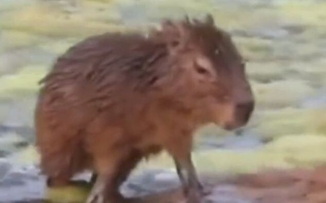 Tidak pernah menyangka, saya ternyata didiagnosis sebagai capybara di internet.