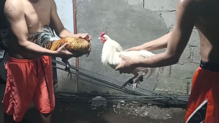 for February 13 2 cock frisco nyt fyt dome hatch #erlinos