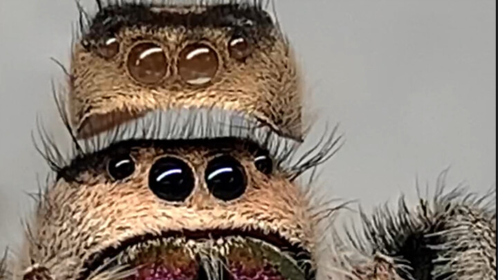 Kepalanya terlalu besar, helmnya sudah nggak muat.