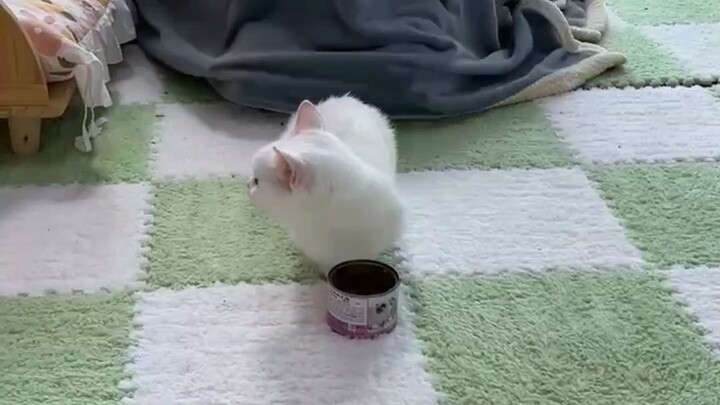 هناك وحش، اهرب بسرعة!