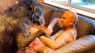 บ้านเศรษฐีต่างประเทศที่เลี้ยงสุนัข แค่สุนัขไอริชวูล์ฟฮาวด์ 11 ตัวนี้ก็หรูหราพอแล้ว