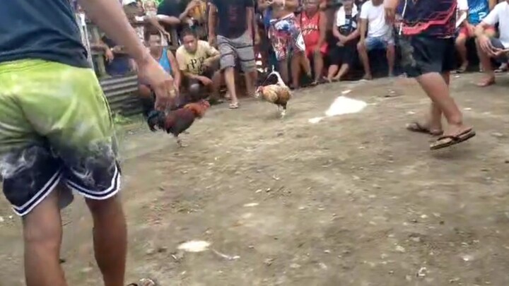my lolo dome mahiwaga talaga Ang sabong