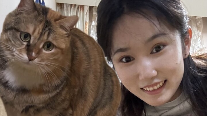 Someone raised a calico cat into a golden-tabby with puffed cheeks!