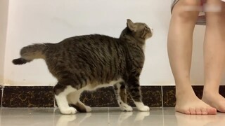 Apa reaksinya jika Anda sengaja mencegah kucing bergesekan dengan Anda?