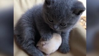【Xiao Miao Miao】Tikus itu sangat lucu—bagaimana mungkin aku bisa memakannya; tuan kecil paling manis