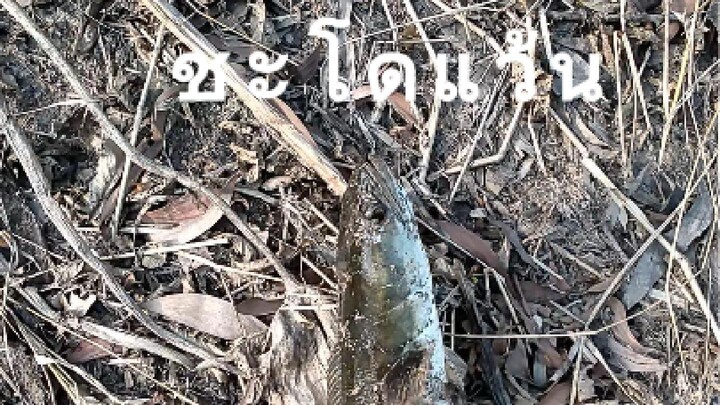 ตกปลาชะโดคลอง 2