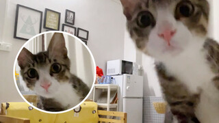 【Animal Circle】Scared cat left home alone, started speaking English