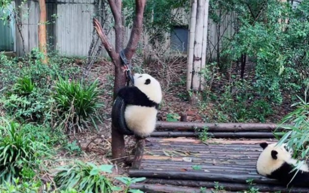 [Panda Raksasa He Hua] Huahua telah naik ke atas ban! ! !