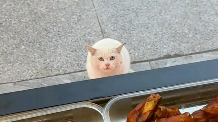 Everyone said: This cat will become a lucky cat when it grows up!