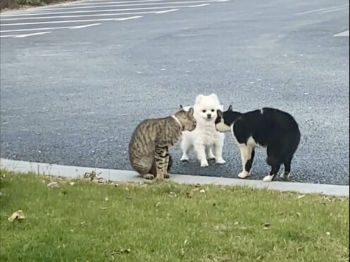 ลูกหมาตัวหนึ่งที่เคยกล้าแสดงออก กลับกลายเป็นคนขี้อายไปตลอดชีวิต