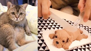 Cat Reaction to Cutting Cake - Funny Dog Cake Reaction Compilation