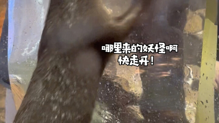 Ketika hewan kecil bertatapan dengan cermin untuk pertama kalinya