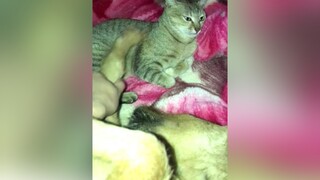 Khi màu ngủ với đứa mình ghét 😂chó_cưng meow