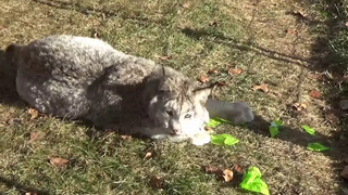 Max Canada Lynx Christmas 2018
